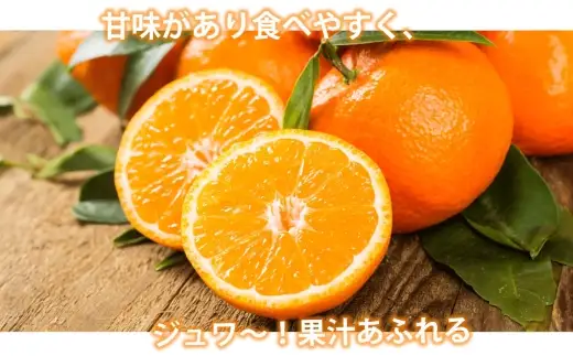 ＜ R8年熊本地震復興支援 ＞みかん 秀品 約10kg ミカン 果物 くだもの フルーツ 果実 極早生みかん 柑橘類 柑橘系 柑橘 国産 熊本県産 露地栽培 【 2026年10月上旬から2027年2月下旬発送予定 】