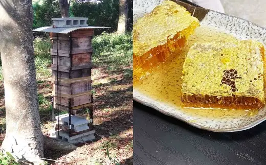 ＜ R8年熊本地震復興支援 ＞日本ミツバチの蜜蝋 約120g × 1 蜜蝋 みつろう ミツロウ ミツバチ みつばち ハチ はち 蜂 日本ミツバチ 日本みつばち 化粧品 キャンドル 国産 熊本県産