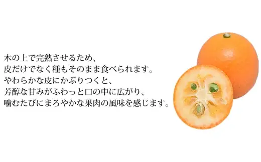 ＜ R8年熊本地震復興支援 ＞金柑 1kg 熊本県産 ハウス栽培 完熟 フルーツ きんかん キンカン くだもの 果物 果実 果汁 食感 果肉 甘み 国産 旬 柑橘 種 【 2027年1月下旬～2027年2月下旬発送予定 】