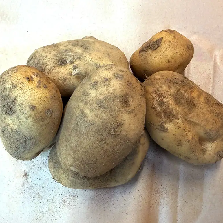 じゃがいも (トヨシロ) 1kg 産地直送 茨城県 石岡市 B03-018