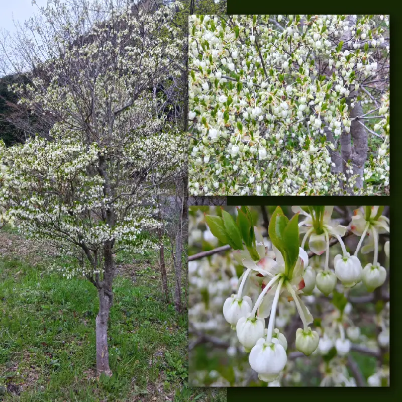 【先行予約】白ドウダンツツジ 苗木 (鉢物)【2027年4月上旬以降順次発送】【ドウダンツツジ フラワー 花 】 [m47-a029]