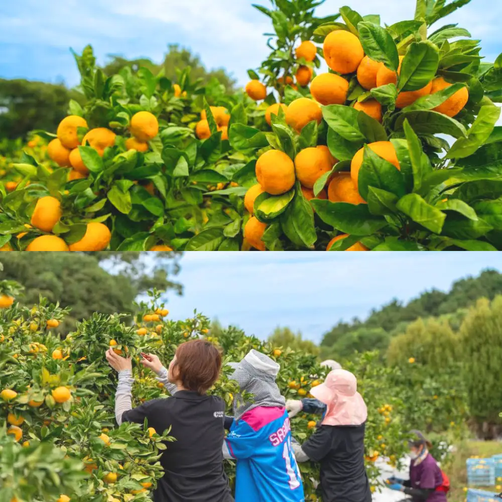 中尾農園の夢みるみかん （ 2S ～ S ） 3kg 夢みるみかん みかん ミカン 柑橘 柑橘類 柑橘系 果物 くだもの フルーツ 果実 果肉 果汁 国産 佐賀県産 【 2026年10月中旬～2027年1月下旬まで順次発送予定 】