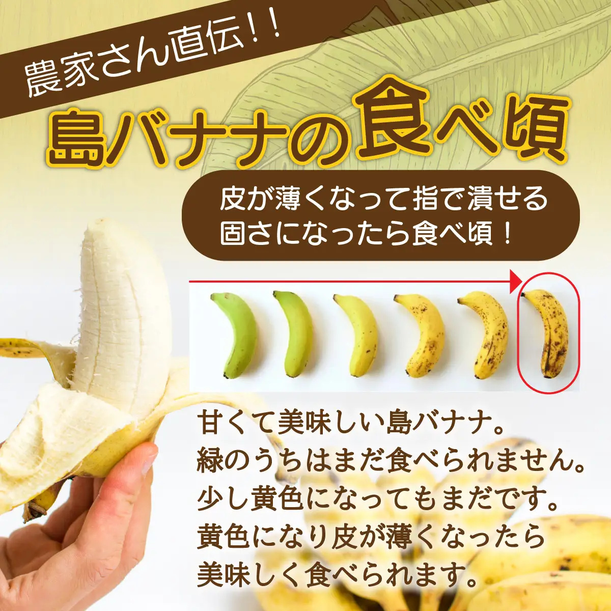 希少！皮まで食べられる特別な石垣島産 島バナナ 2房 | ふるさと納税 沖縄県石垣市 沖縄 石垣市 石垣島 希少 無農薬 バナナ ばなな 離島のいいもの 沖縄いいもの石垣島 OI-027