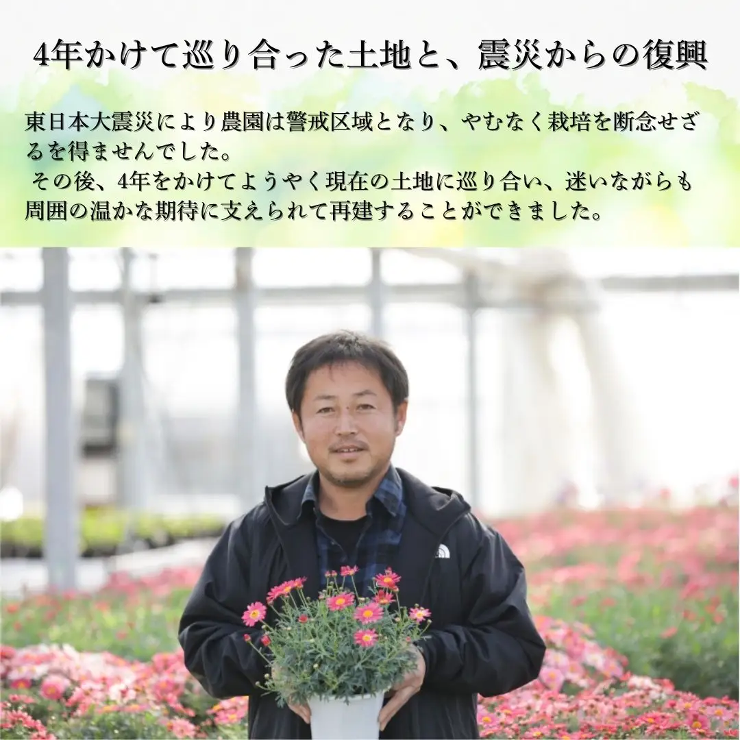 先行予約 アジサイ トゥルースピンク 5号鉢 | あじさい 紫陽花 ピンク 花ギフト 鉢植え 根本園芸