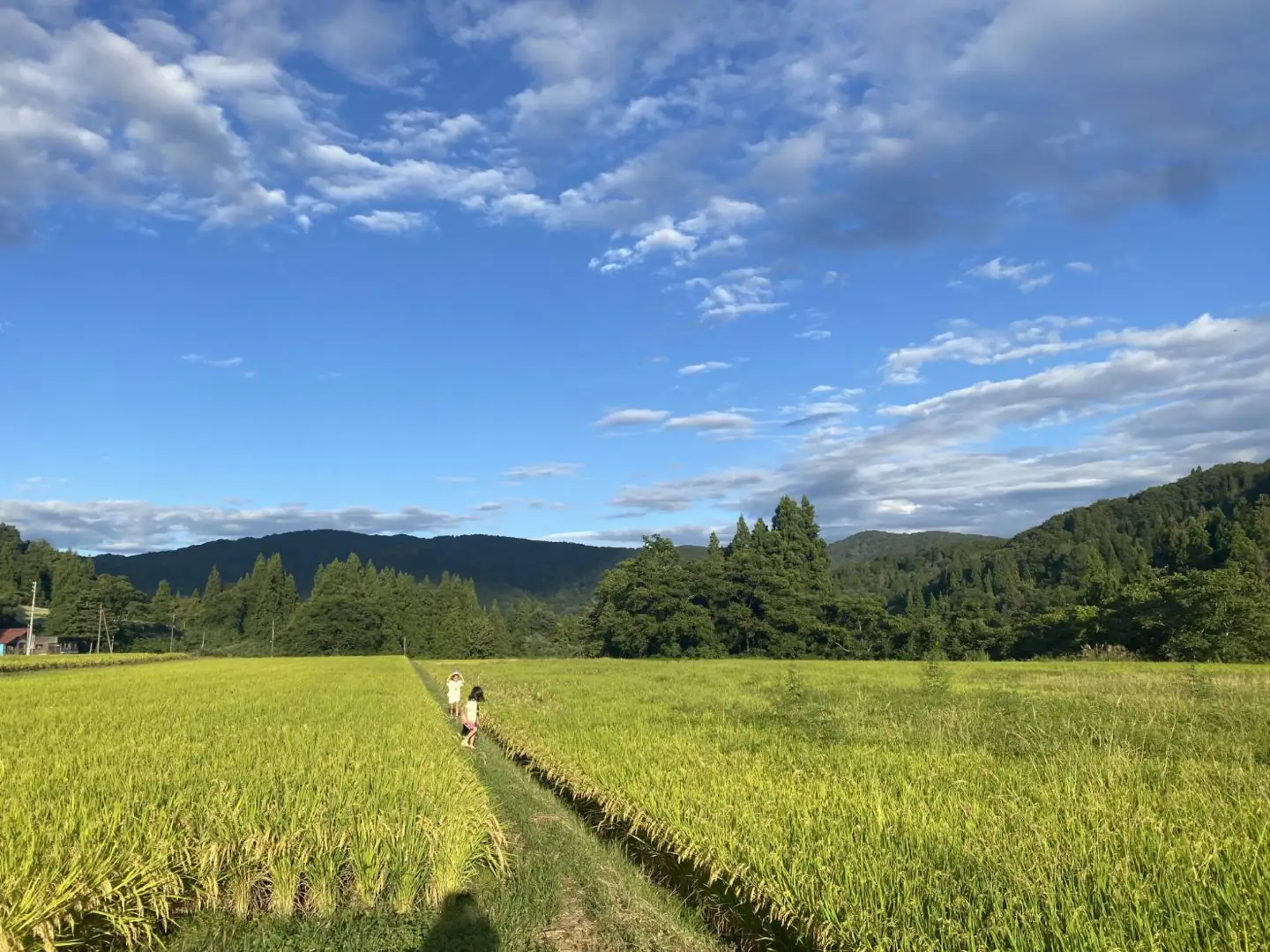 【令和８年産米 先行予約】山形県小国町産　はえぬき5kg　きせつ家
