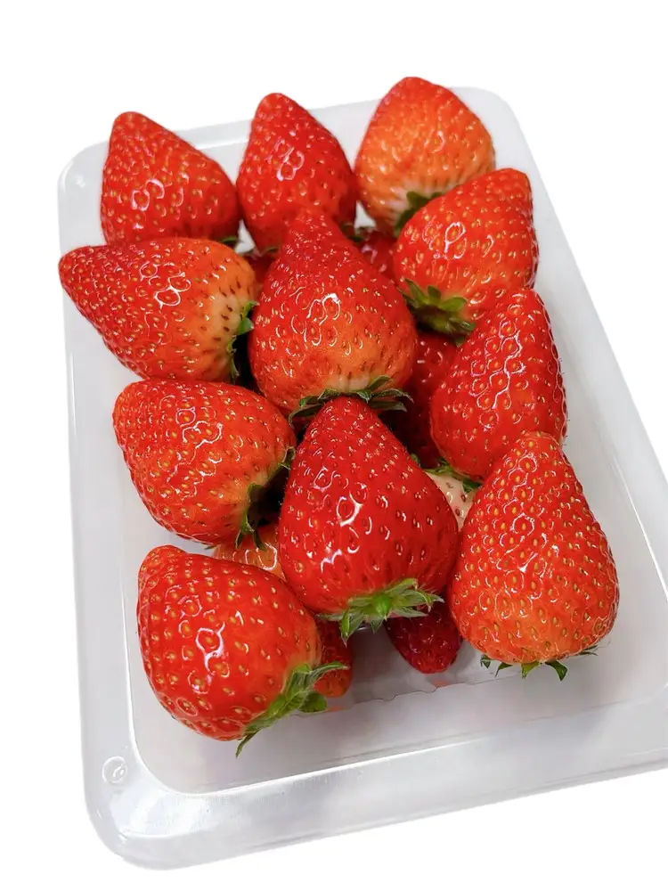 ＜先行受付＞栃木県産 とちあいか 1kg(250g×4パック) | 苺 イチゴ 国産 数量限定 ブランド ふるさと納税 フルーツ 果物※2027年1月～発送