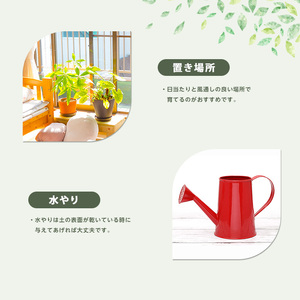 【観葉植物】パキラ 編み込み 80cm～100cm Green Farm M IB075-022 観葉植物 ※北海道・沖縄・離島配送不可