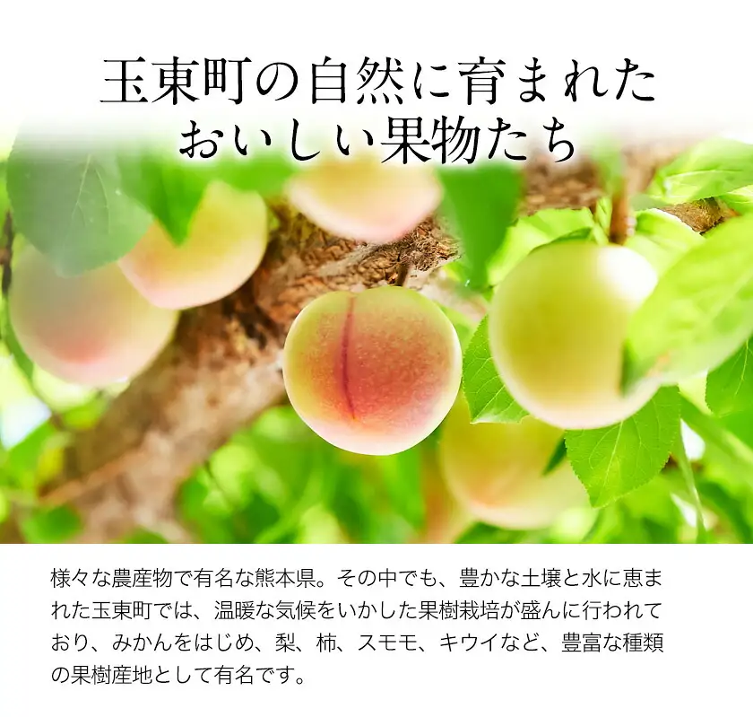 玉東町の自然に育まれたハニーローザをジャムに！【ハニーローザ】コンフィチュールセット2個 熊本県玉名郡玉東町 ぷらっとぎょくとう
