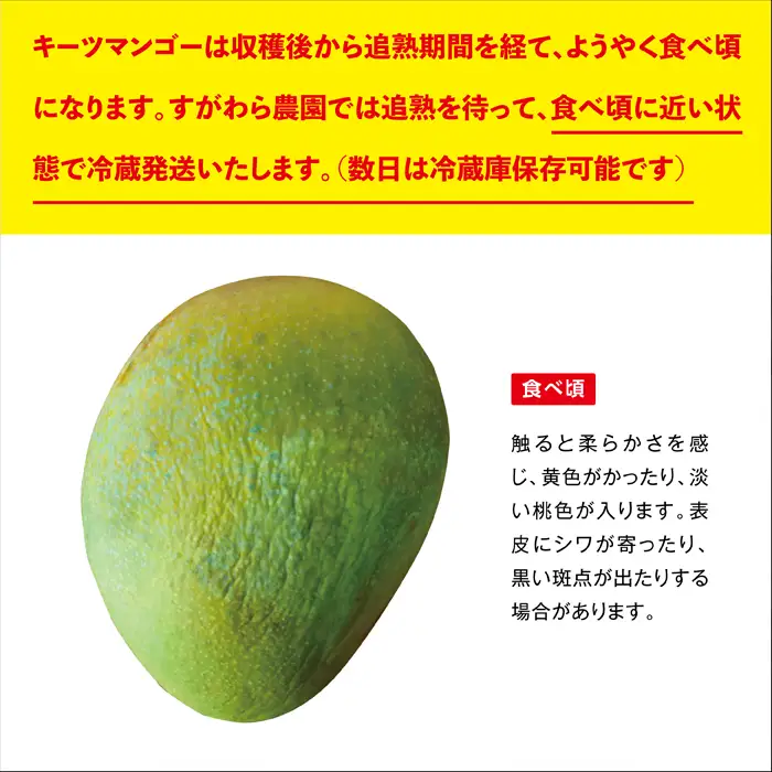 《2026年発送》宮古島すがわら農園 【訳あり】 キーツマンゴー 3玉（FR013）