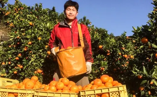 ＜ R8年熊本地震復興支援 ＞熊本県産 特別栽培 温州みかんジュース （ ストレート ） 720ml × 3本 くだもの 果物 フルーツ 果実 果汁 甘み 国産 みかん ミカン 蜜柑 みかんジュース ミカンジュース 蜜柑ジュース 飲料 ジュース