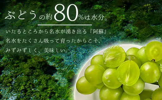【10月上旬以降順次発送】雄宝 1房 約700g～約800g 希少品種 白ぶどう ぶどう 葡萄 希少 果物 高糖度 くだもの フルーツ 秋 秋の味覚 新鮮 期間限定 皮ごと 大粒 ブドウ お取り寄せ 産地直送 甘い ジューシー 美味しい みずみずしい 瑞々しい サクサク 贈り物 ギフト 贈答品 熊本県 阿蘇市 [A2108]