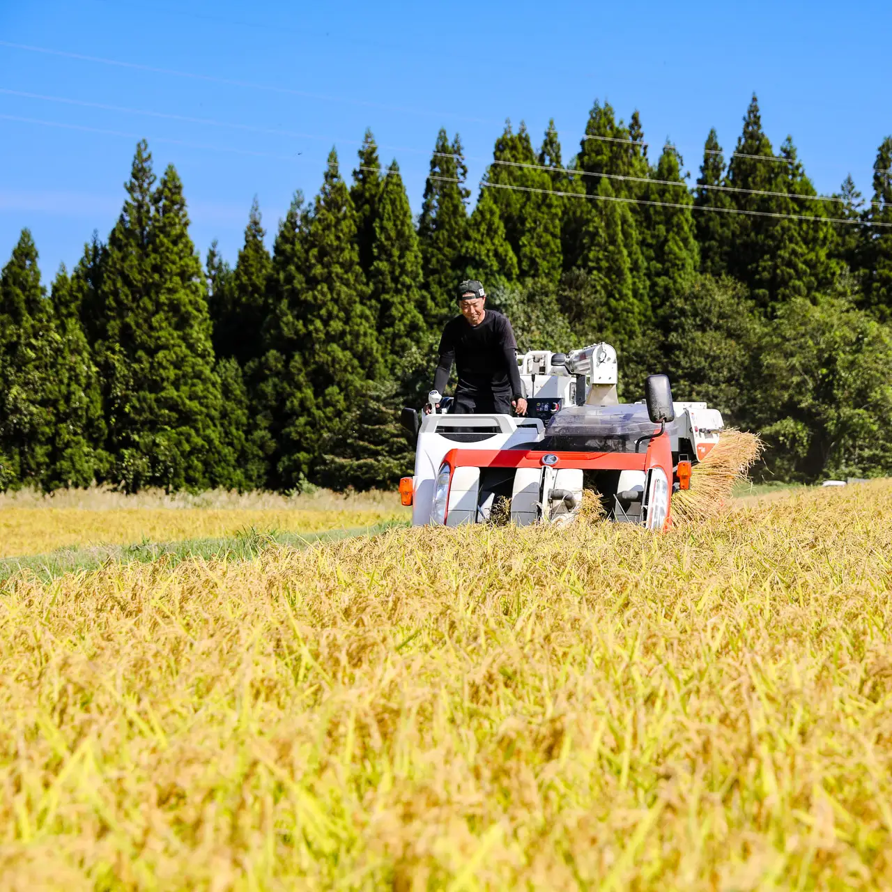 【令和8年産】【定期便12ヶ月】【特別最高金賞受賞農家】豪雪地津南町の米農家夫婦が育てた 特別栽培 魚沼産コシヒカリ 5㎏×12回(計60㎏) | 津南町 魚沼産コシヒカリ