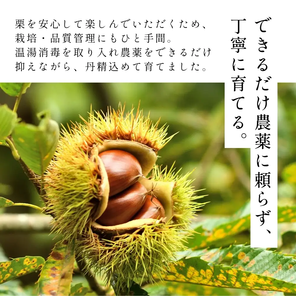 〈予約 期間限定〉訳あり 熟成丹波栗 L or LL 混載 2kg 栗