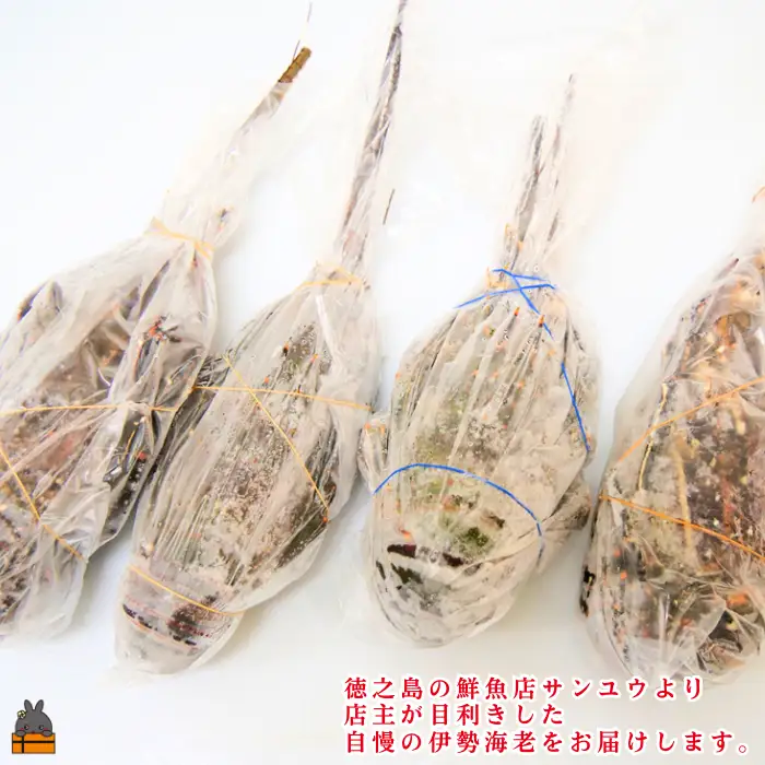 《年末お届けお約束》新鮮なまますぐ冷凍!!徳之島産冷凍伊勢海老1kg（2尾～4尾） （ 伊勢えび イセエビ 伊勢えび 伊勢エビ えび エビ 海老 サンユウ ）