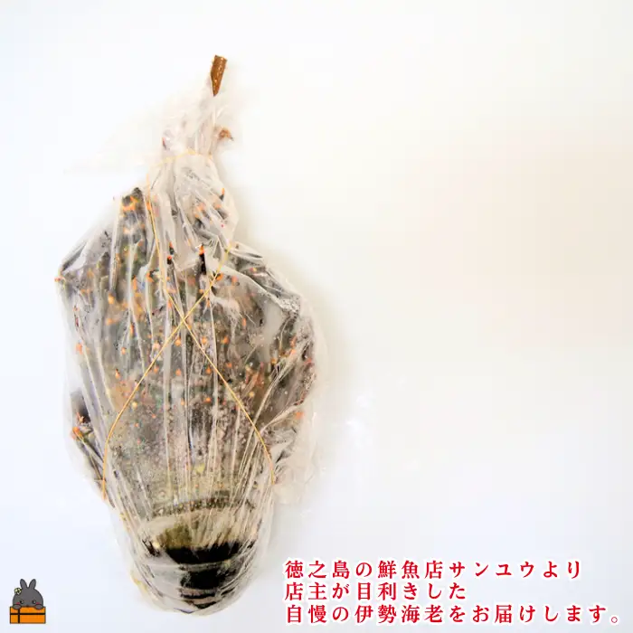 《年末お届けお約束》新鮮なまますぐ冷凍!!徳之島産冷凍伊勢海老1尾（500g~700g） （ 伊勢えび イセエビ 伊勢えび 伊勢エビ えび エビ 海老 鍋 サンユウ ）