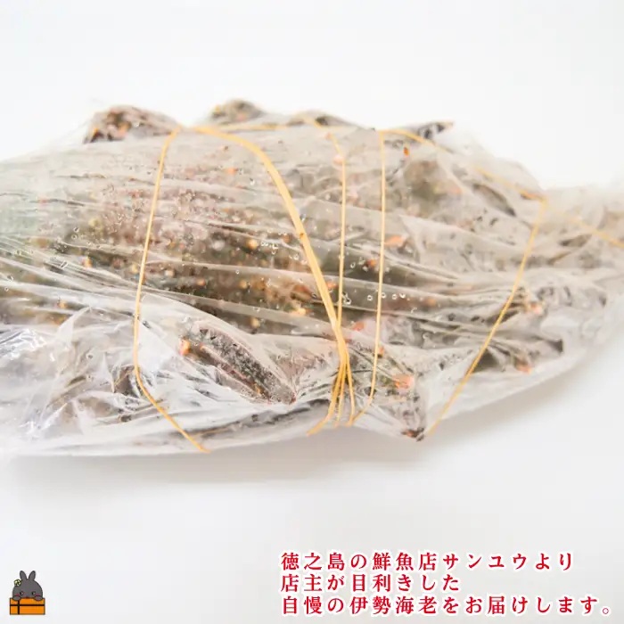 《年末お届けお約束》新鮮なまますぐ冷凍!!徳之島産冷凍“特大”伊勢海老1尾（1.5kg以上） （ 伊勢えび イセエビ 伊勢えび 伊勢エビ えび エビ 海老 鍋 サンユウ ）