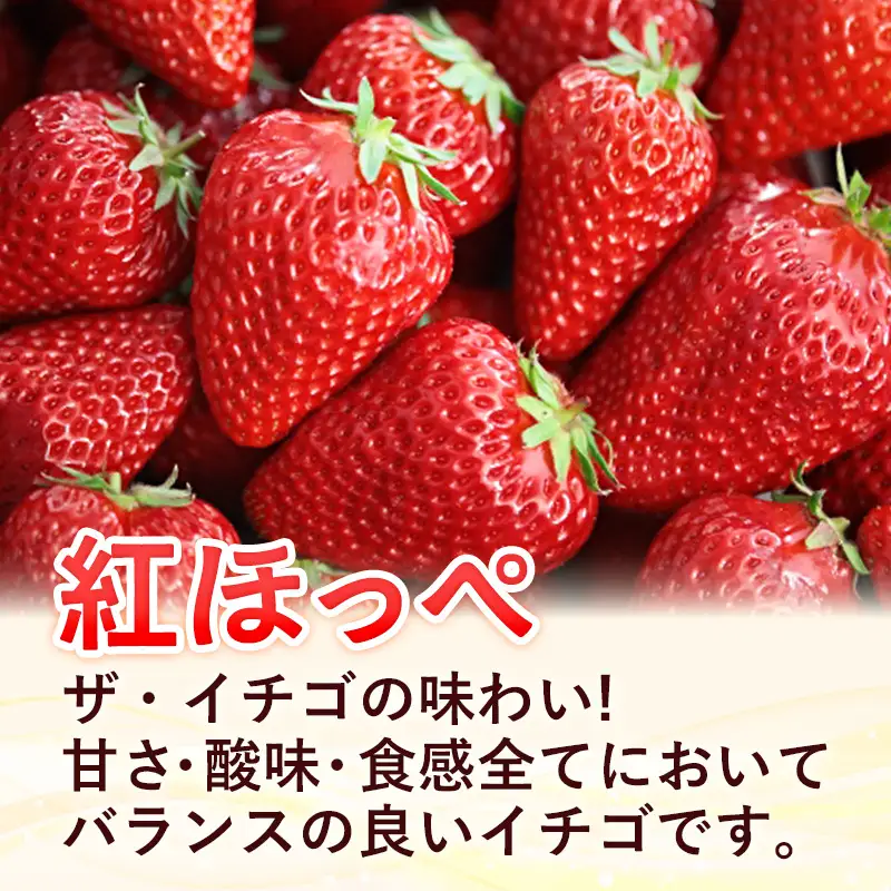 【先行予約】イチゴ「紅白詰合せ」２パック【 約290g×2パック 白乙女 紅ほっぺ 食べ比べ いちご 苺 ストロベリー 冷蔵 安来市産】【10-FA-14】