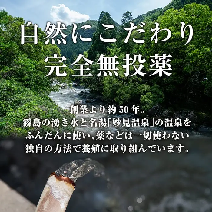 K-742 関東風タレ仕上げ！霧島うなぎ蒲焼き(130～150g×2尾)【田代水産】霧島市 鰻 ウナギ 蒲焼き 蒲焼 国産 辛口 無投薬