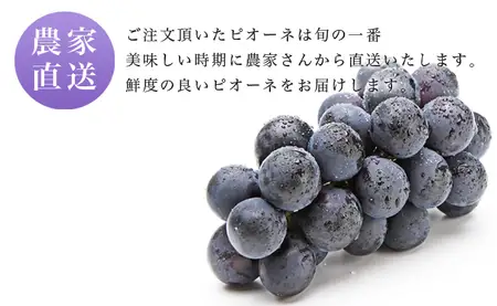 訳あり ピオーネ 約 2kg ご家庭用 ぶどう 【2026年9月中旬頃～順次発送】 農家直送 山形県 朝日町産 山形産 家庭用 自宅用 不揃い 規格外 ブドウ 葡萄 グレープ 果物 フルーツ 秋 送料無料