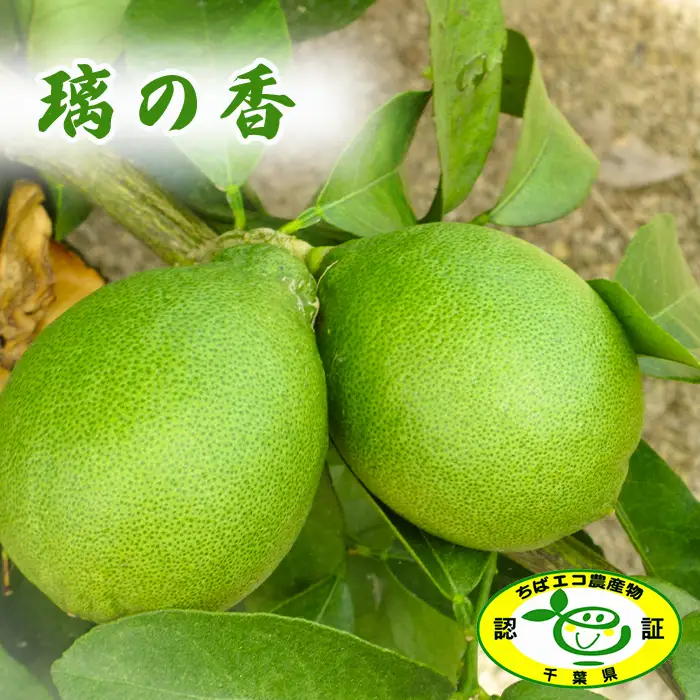 【鴨川の柑橘】香り豊かな『２種の香酸柑橘（すだち・璃の香）』計３kg 《先行予約》《数量限定》《9月下旬発送》千葉エコ農産物 国産レモン レモン 千葉県産 低農薬 栽培 果汁たっぷり 旬の柑橘 旬のフルーツ [刈込園芸][0010-0372]