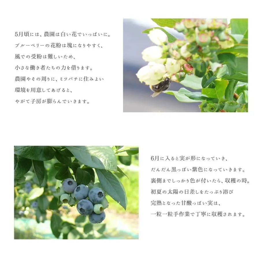 ≪ 訳あり≫ 無選別 冷凍ブルーベリー 8kg ブルーベリー 果物 フルーツ 朝食 ヨーグルト スムージー 健康 訳アリ 【有限会社伊豆沼農産】tm785