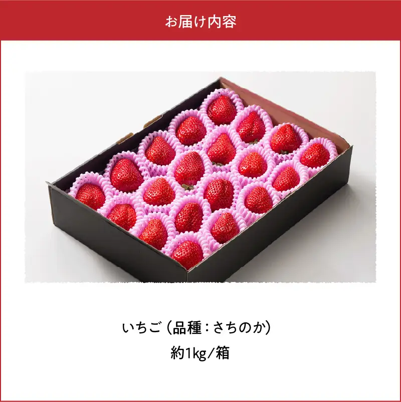【先行受付】1月発送【農家直送】熊本県宇土市産 完熟さちのか苺 1kg(500g×2箱) _U74-0045_01