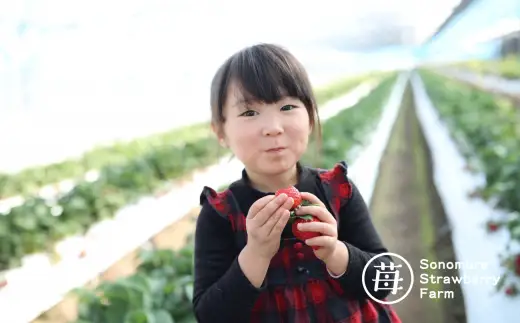 【先行受付】【1月発送】園村苺園★糖度12度以上保証★極幸乃香（きわみさちのか）500ｇ_U74-0046_01