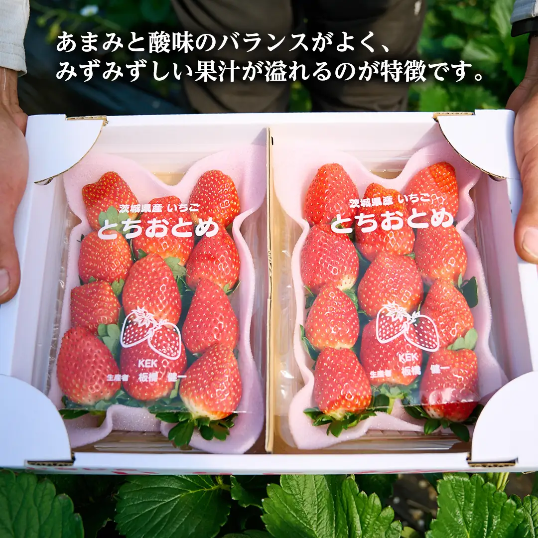 【12/25 到着】 クリスマス に届く 完熟 いちご  約260g×2パック 数量限定 完熟いちご やよいひめ かおり野 とちおとめ 国産 いちご イチゴ 苺 旬のいちご 贈り物 果物 フルーツ 茨城県産 KEK 年内 年末 [BC072sa]