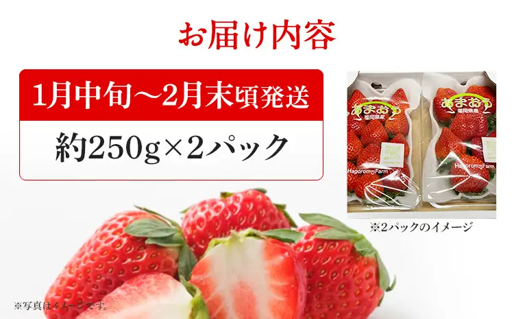 いちご   産地直送　福岡県産あまおういちご　エコ農産品 (約250g×2パック)  【1月中旬〜2月末限定】 ※北海道・沖縄・離島は配送不可  いちご