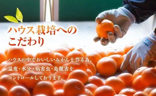 ハウス 「 津の輝 」 約5kg 果物 くだもの フルーツ 柑橘 柑橘類 柑橘系 旬 果実 果汁 果肉 国産 長崎県産 【 2027年1月下旬～2月上旬まで順次発送予定 】