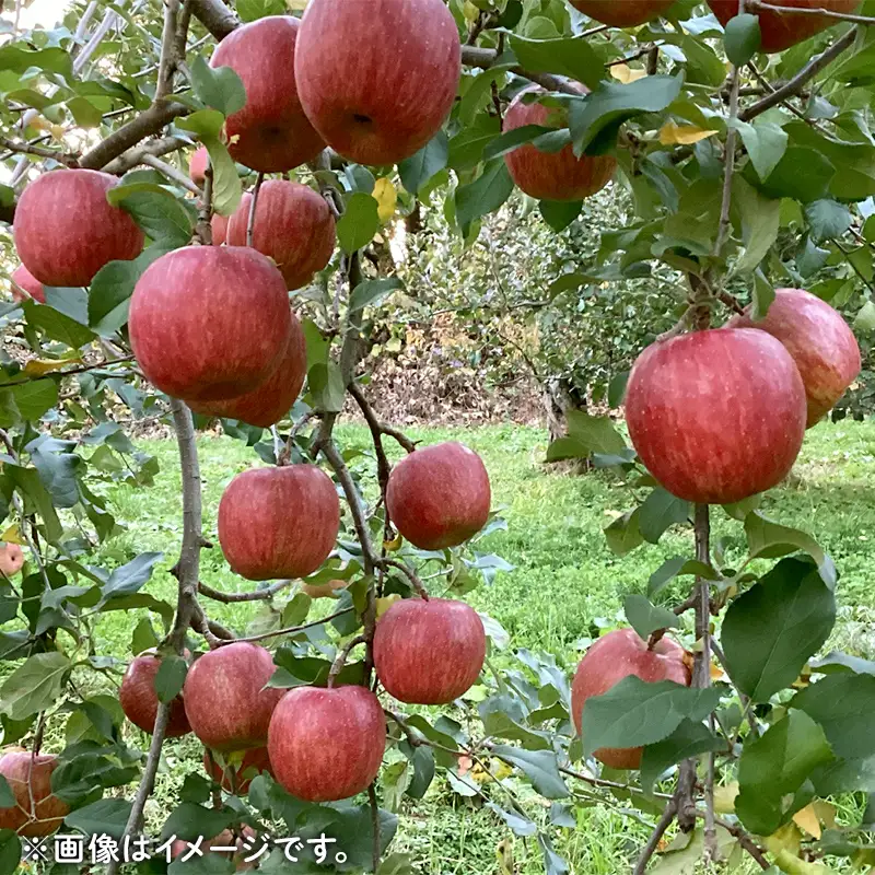 農家直送 令和8年度産 中山町産 わけあり「サンふじ」約5kg りんご リンゴ 林檎 デザート フルーツ 果物 くだもの 果実 食品 中山町 山形県 F4A-1044