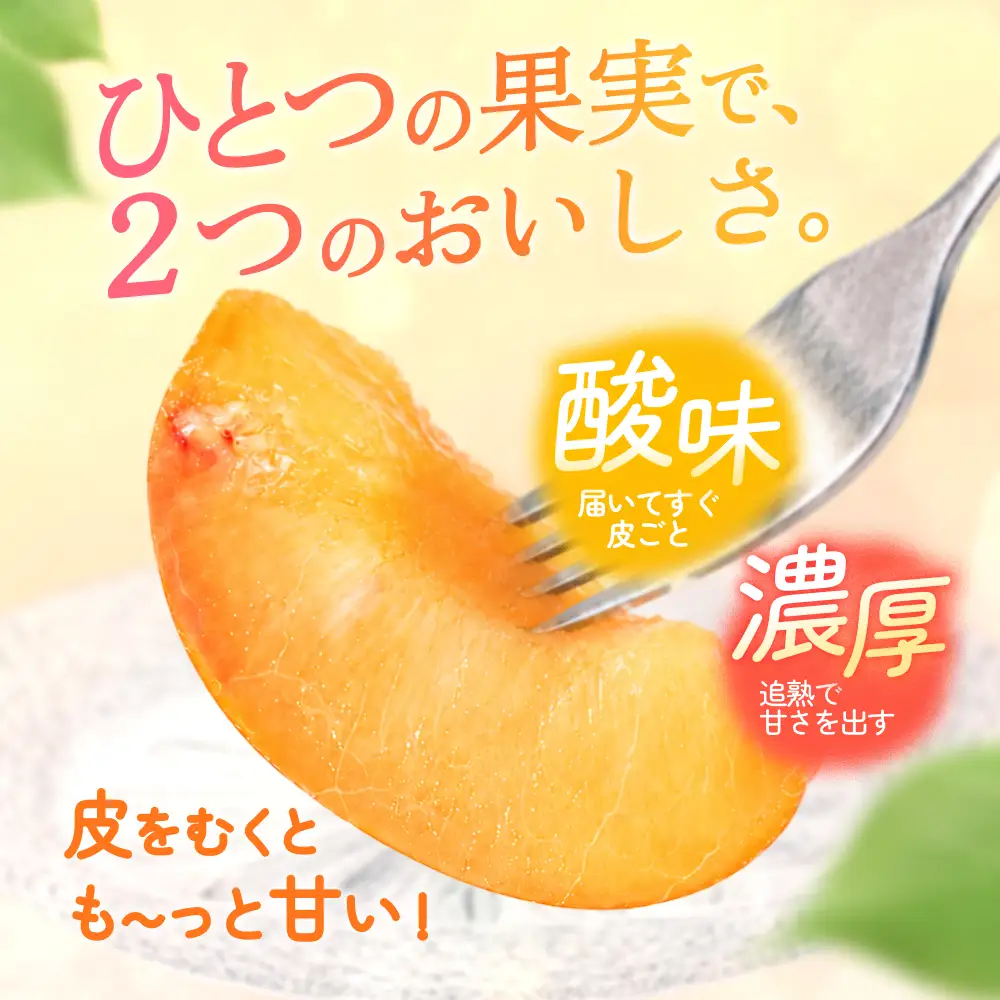サマーエンジェル (スモモ)  約1.7kg 秀品11～12玉 こだわり農家厳選！【2027年7月上旬～7月中旬順次発送予定】【BK-kgr048】