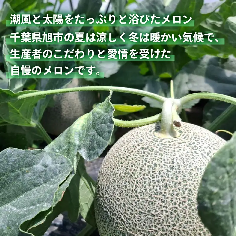 メロン 訳あり 食べ比べ 約 11kg 2027年発送 タカミメロン