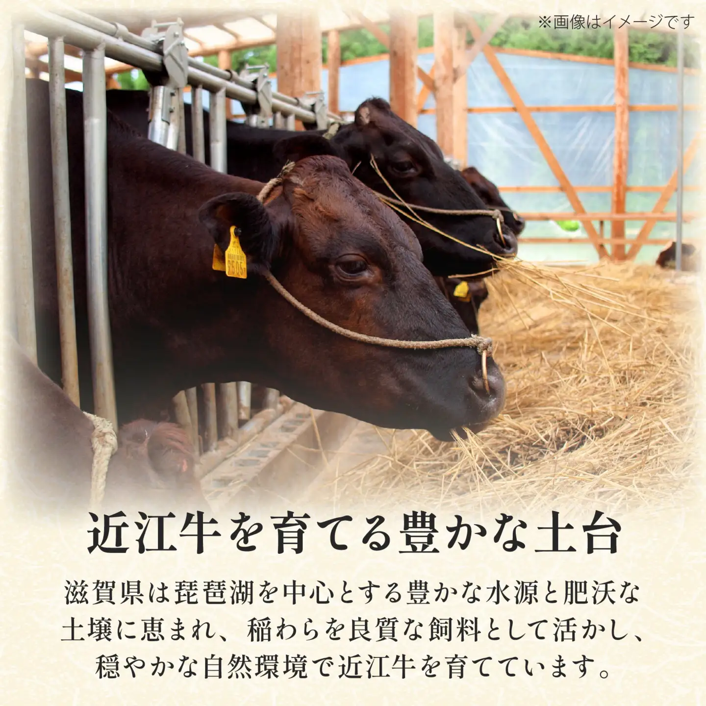 近江牛すき焼き用リブローススライス 600g×1個 品川亭 [ST007]