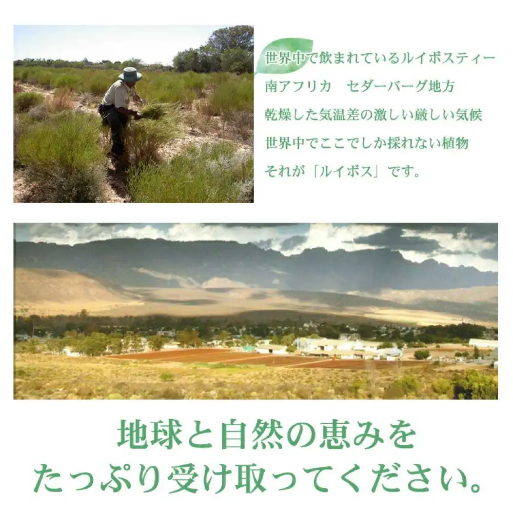 令和8年熊本地震復興支援 グリーンルイボスティー 100包3袋セット