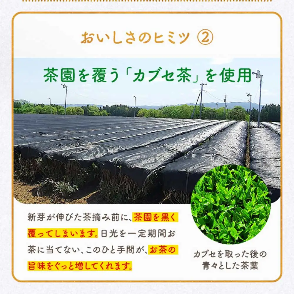 令和8年熊本地震復興支援 初摘み茶 50包【ネコポス】