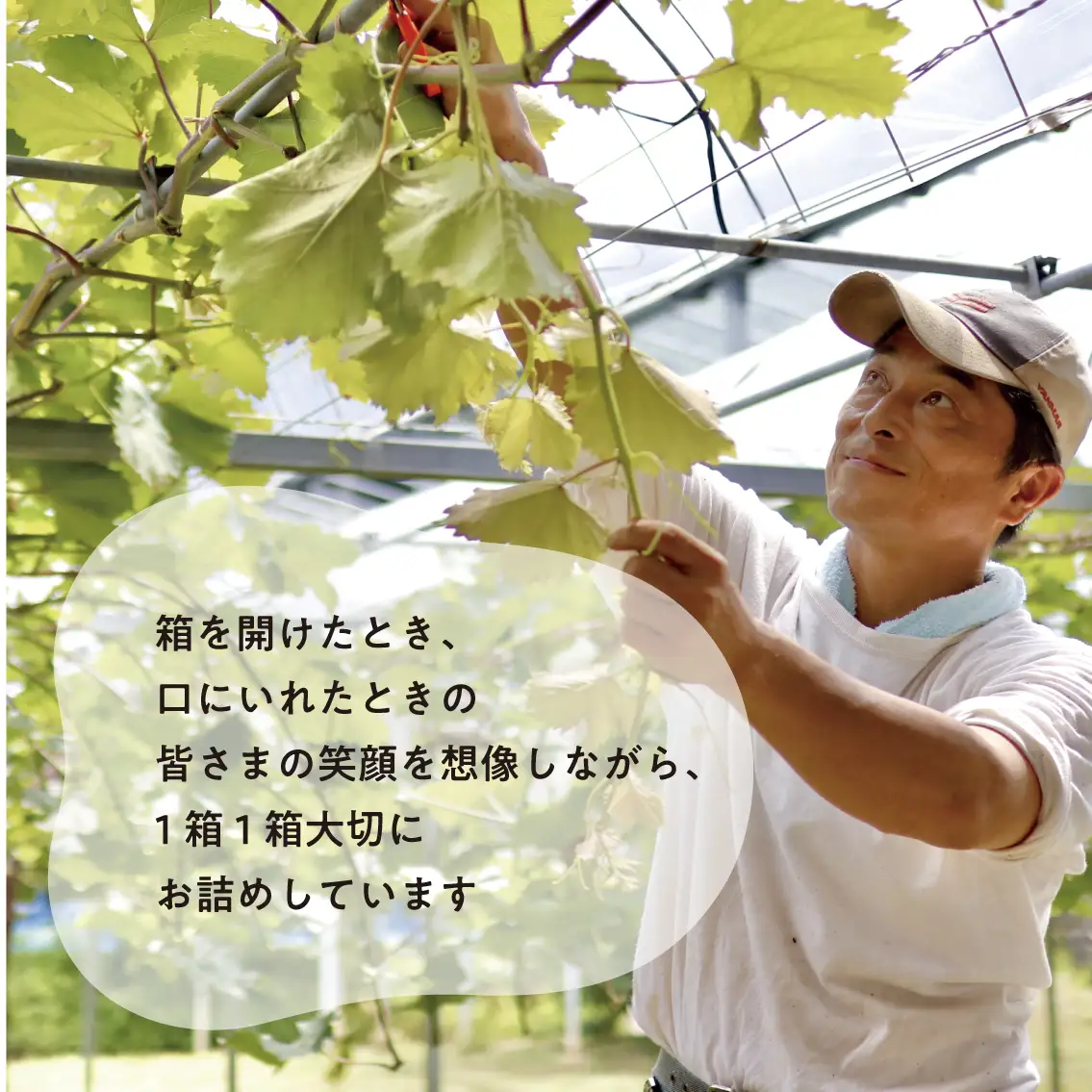 【訳あり】シャインマスカット ご家庭用/約2.2kg (岡山県産) 食べ応え満足便! FN-B006