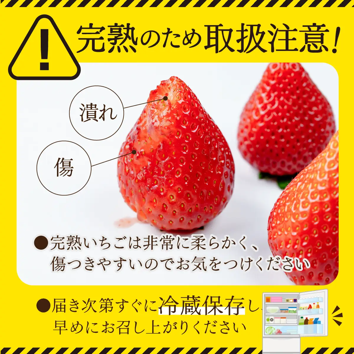 いちご【1月以降発送】朝採れとちあいか レギュラー 約270g×2パック 合計 約540g | いちご 栃木県 茂木町