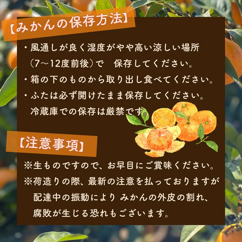 ［先行予約］和歌山県産 有田みかん 大玉 大粒 5kg 2L～3L