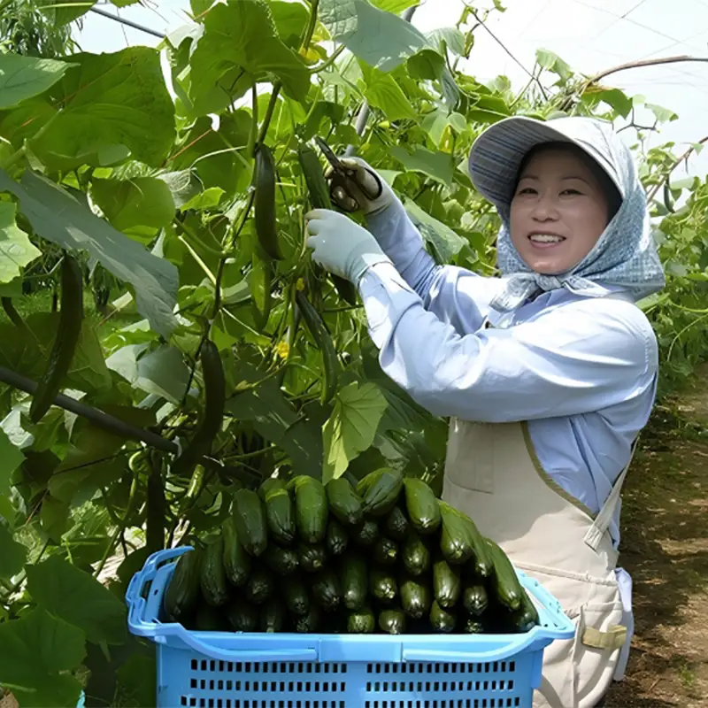 菊甲のお漬物 食べ比べ 8 種セット 詰め合わせ 胡瓜 大根 しば漬け たくあん 醤油漬け 郷土料理 発酵食品 ご飯のお供 おつまみ 贈答 ギフト F21C-541