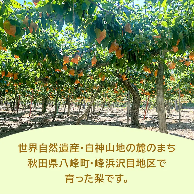 ～期間限定～白神山地峰浜沢目地区で育った和梨「あきづき」約3kg