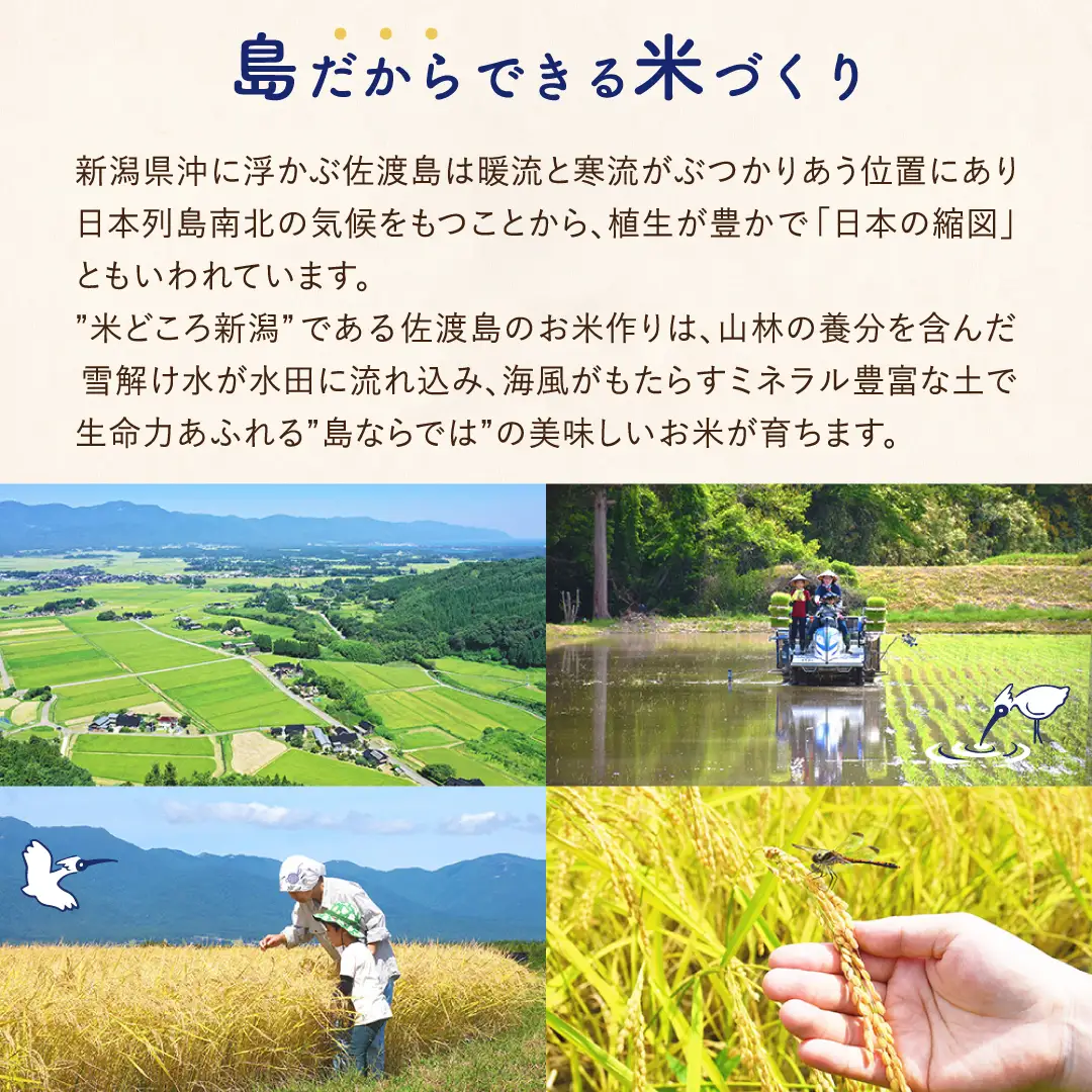 佐渡島産コシヒカリ 白米 2kg 令和8年産 特別栽培米 土屋農園 195962-031102