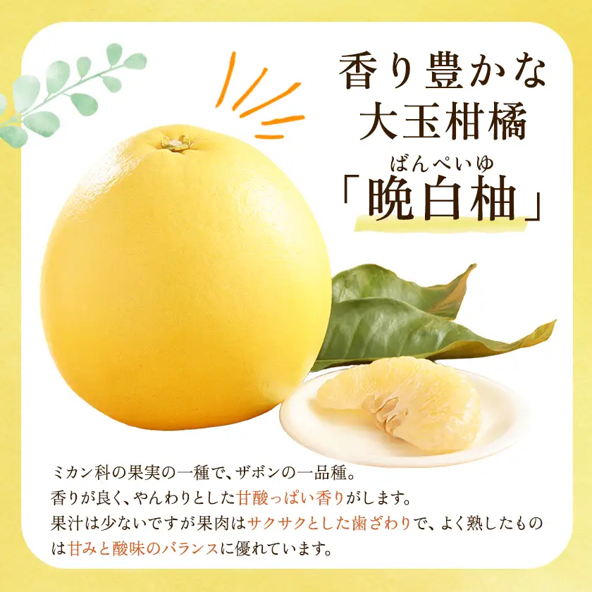 柑橘 柑橘定期便  森田果樹園 