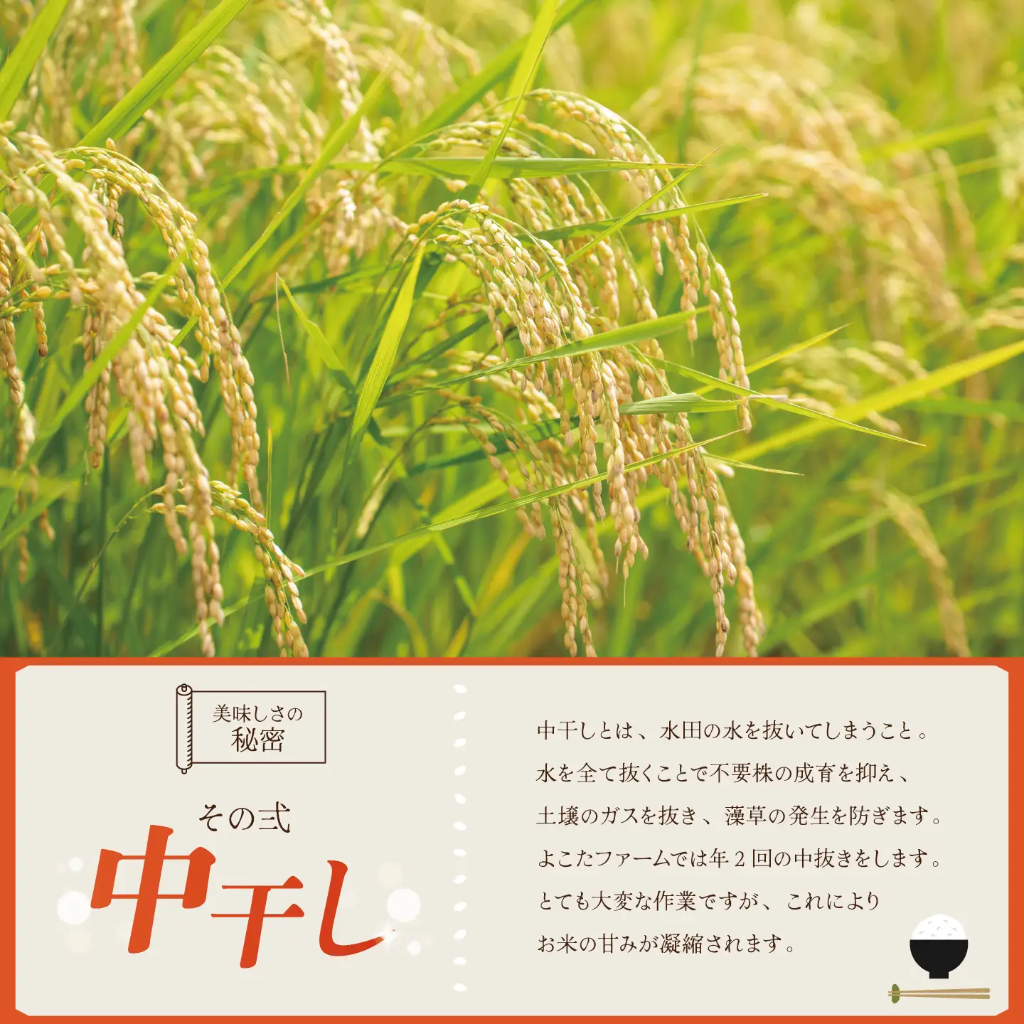 【6回定期便】令和8年産 コシヒカリ 精米 5kg 新米 こしひかり