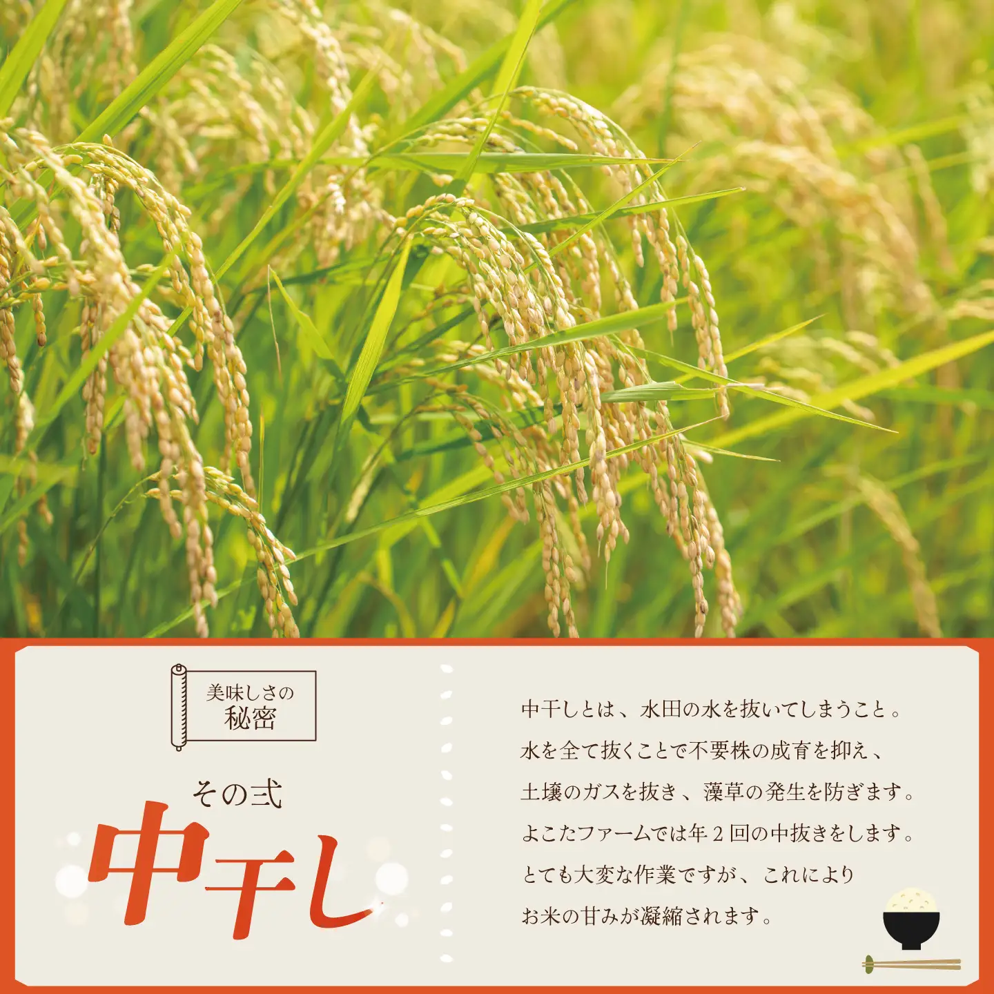 【3回定期便】令和8年産 コシヒカリ 玄米 5kg 新米 こしひかり