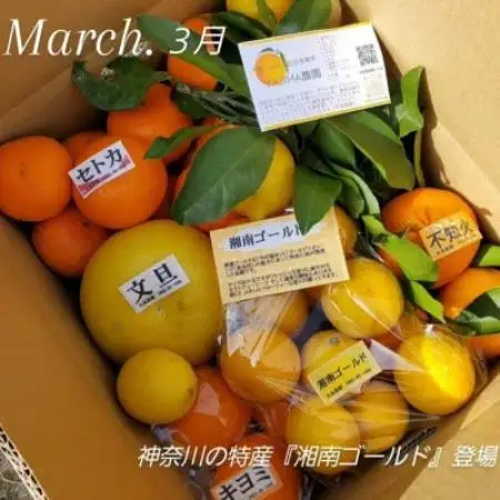 【発送月固定定期便】1～3月季節の柑橘詰め合わせ10kg(3回定期便)毎月違う楽しい柑橘BOX全3回【4091074】