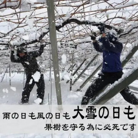 朝もぎ直送!!過保護に育った葡萄『のびのび育てたシャインマスカット』1房【配送不可地域：離島】【1776265】