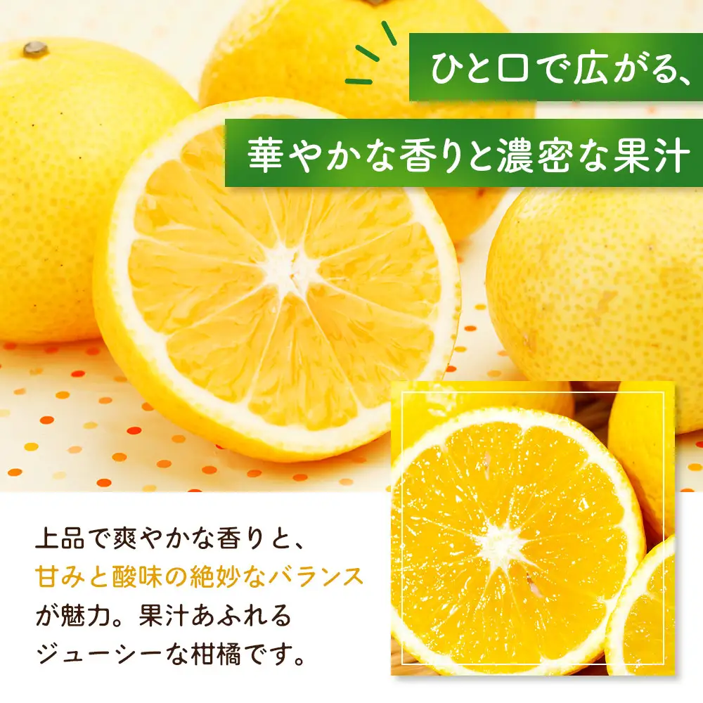【先行予約】湘南ゴールド5kg【2027年3月上旬ごろより発送開始】 | 湯河原町 オレンジ 柑橘 旬 フレッシュ 5kg フルーツ