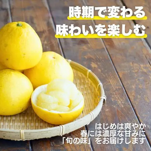 【先行予約】　土佐 文旦 5kg 訳あり 文旦 愛なんよ