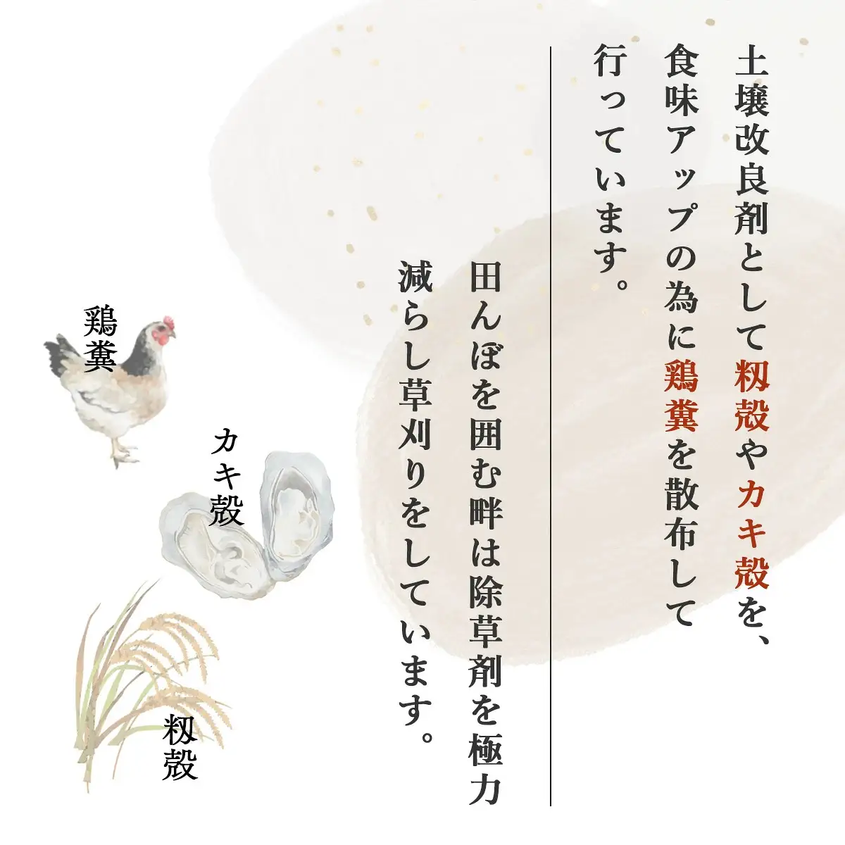 【ファーム喜左ヱ門】令和8年産 つきあかり（精米)　30kg